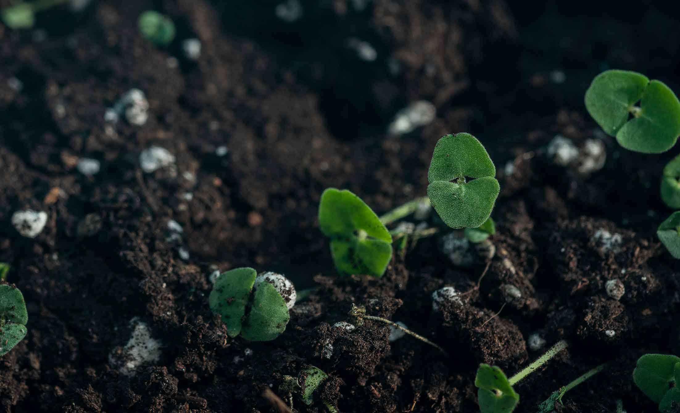 planta en el suelo