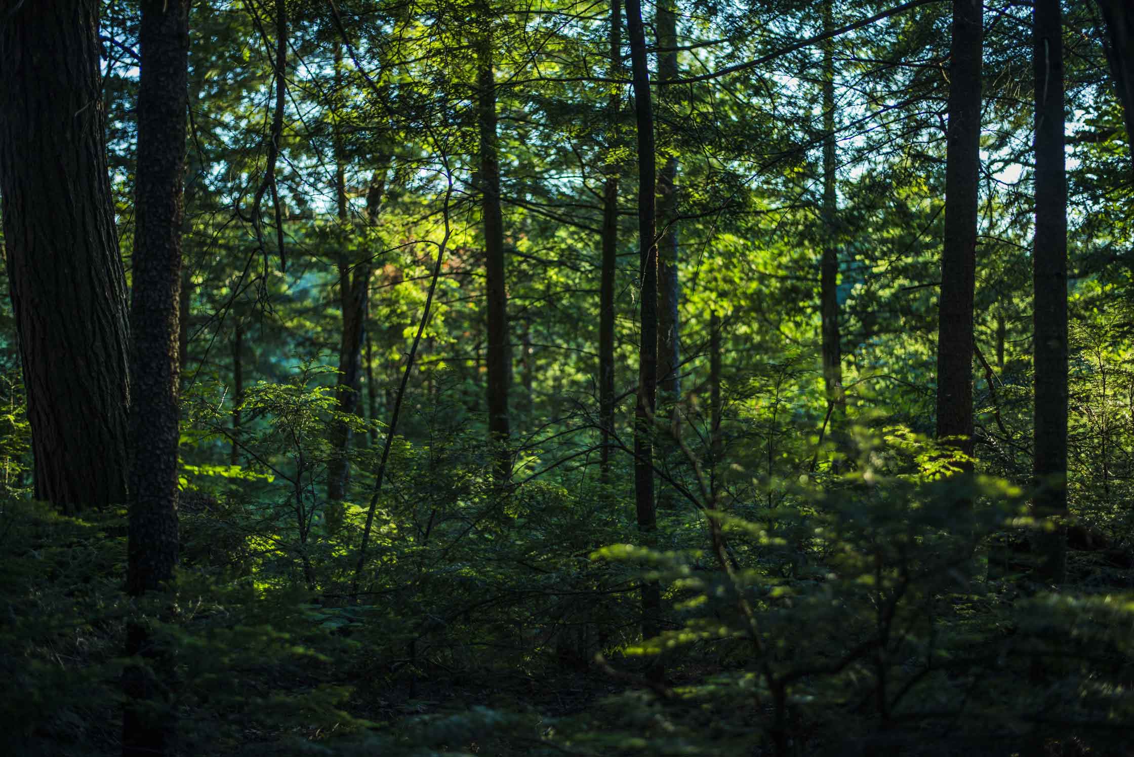 Una imagen de un bosque espeso. 